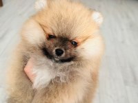 Üst Düzey Pomeranian Boo