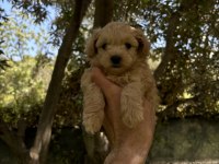 MALTİPOO KORE KAN F2 DÜNYA TATLISI BEBEKLER