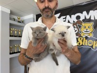 SHOW KALİTE BRITISH SHORTHAIR YAVRULR ANKARA MAĞAZA