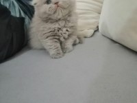 Çok tatlı çocuklarla arası çok iyi scottish fold