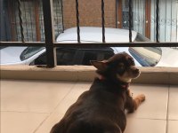 4 erkek 1 dişi minyatür pinscher yavruları