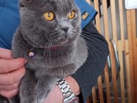 10 aylık oğlumuza dişi partner arıyoruz british shorthair
