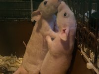 Husky Dumbo Rat (Husky Dumbo Sıçanı)