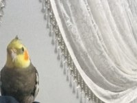 KONUŞAN FULL EVCİL YAVRU SULTAN PAPAĞANI