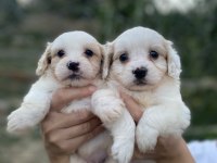 DÜNYALAR TATLISI MALTİPOO YAVRULARIMIZ