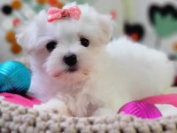 Şecereli Teacup Kore Kanı Dişi Maltese Yavrumuz