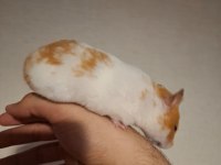 Bedava Yetişkin Hamster sahiplendirme