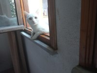 Ankara kedimiz Leoya yuva