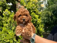 Orijinal Toy Poodle yavruları