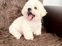 3,5 aylık erkek bichon frise