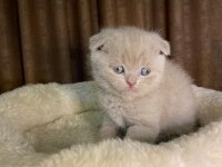 CİNNAMON VE LİLAC SCOTTİSH STRAİGHT BEBEKLER