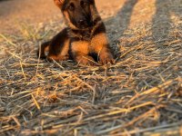 ŞECERELİ ALMAN ÇOBAN KÖPEĞİ SHOW KAN HATTI