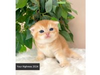 Golden Scottish Fold Yavrular