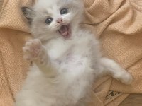 Safkan Şecereli Yavru Dişi Ragdoll
