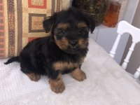 TEACUP YORKİ BEBEKLER DİŞİ ERKEK MEVCUT KAPIDA ÖDEME