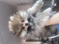 POMERANIAN ERKEK KÖPEĞİMİZ AYI SURAT ERKEK