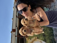 Golden retriever yavrularım sağlık ve ırk garantilidir