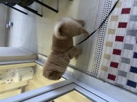 Çin aslanı köpeğimiz