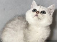 Silver ns11 erkek british shorthair