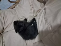 Tatlı scottish fold kardeşler sahiplerini bekliyor