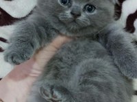 Top kafa panda surat british shorthair bebekler