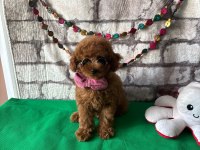 Toy poodle