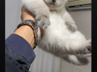 SAFKAN KOCA KAFALI AYI SURAT BRİTİSH SHORTHAİR