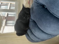 Kısırlaştırılmış British Shorthair Siyah