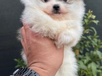 Sağlık Ve Irk Garantili Pomeranian Yavrularımız