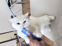 Kedimiz Aydın İçi Elden Verilir