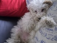 3,5 aylık maltipoo