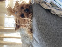 Ücretsiz sahiplendirme 3 yaşında yorkshire terrier