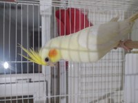 Lutino Kırmızı Göz Yavru Sultan Papağanı