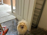 Eşleşme Tecrübeli Teacup Pomeranian Boo Dişimiz