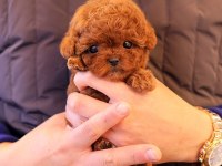 TOY POODLE YAVRULARIMIZ