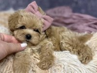 Aşılı Ve Sağlıklı Maltipoo Mini Yavrular