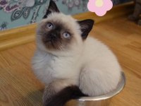 50 günlük british shorthair blue chıcalate dişi
