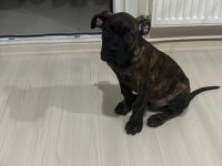 Safkan A kalite Bakımlı Yavru Presa Canario
