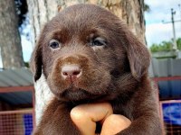 Labrador yavruler