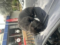 Köpeğimize yuva aranıyor