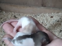 Dumbo rat yavrular