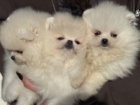 Ankaranın en elit pomeranian ları ziyarete açık