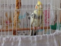 Acil Satılık Sultan Papağanı