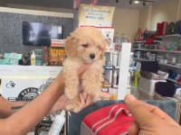 2.5 Aylık Yavru Maltipoo