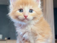 Safkan maine coon - ekstra iri yavrular