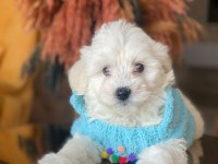Safkan orijinal Maltipoo yavrularımız