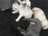MASMAVİ GÖZLÜ BEBEK GİBİ FRENCH BULLDOG YAVRULAR