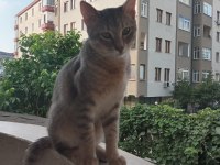 8 aylık tekir ücretsiz