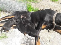 sahiplendirme doberman