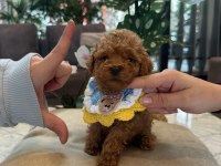 Micro teacup poodle bebeğim